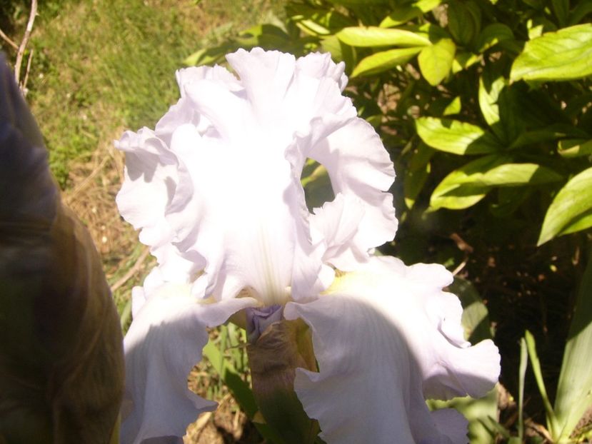 P1370123 - ANUL2020 II