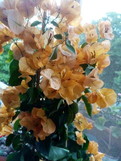 Buga galbena - Mai 2020
