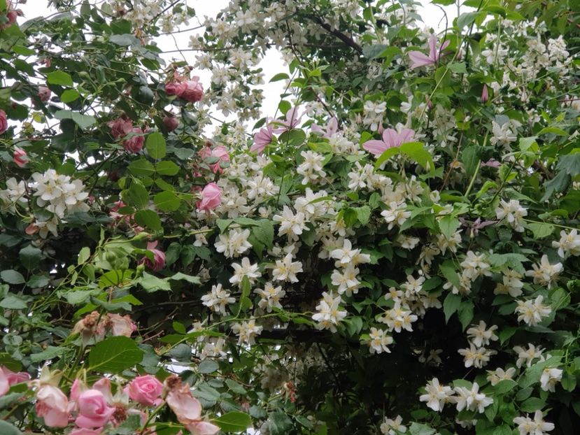  - Clematite 2020-2023