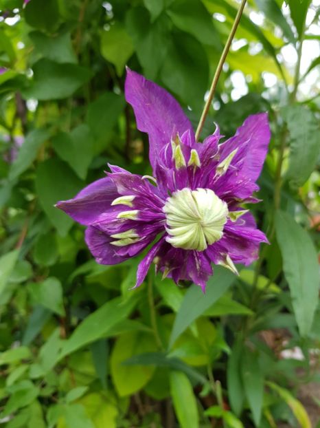 Taiga - Clematite 2020-2023