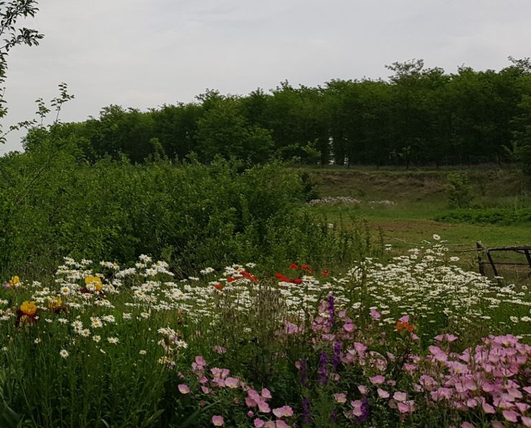  - Flori la baltă 2020