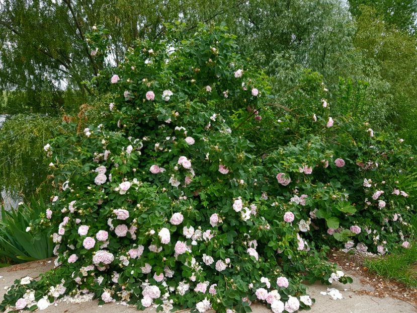  - Flori la baltă 2020