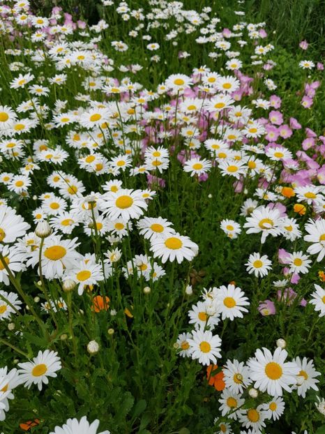  - Flori la baltă 2020