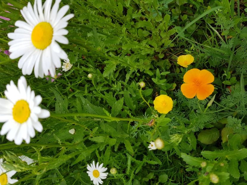  - Flori la baltă 2020