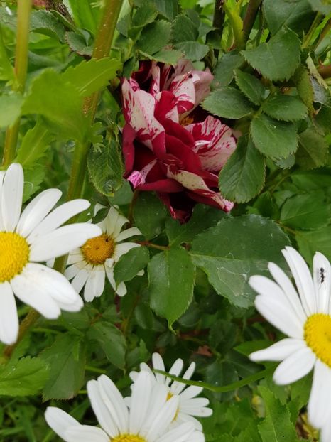  - Flori la baltă 2020