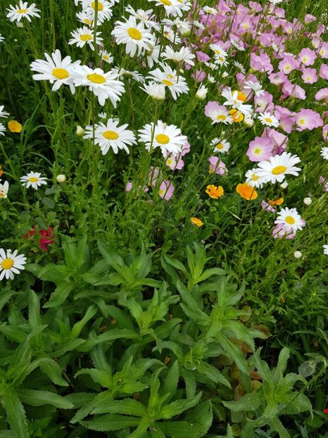  - Flori la baltă 2020