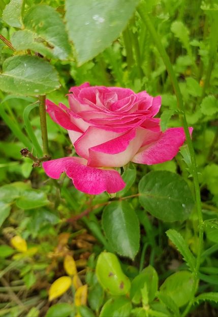  - Flori la baltă 2020