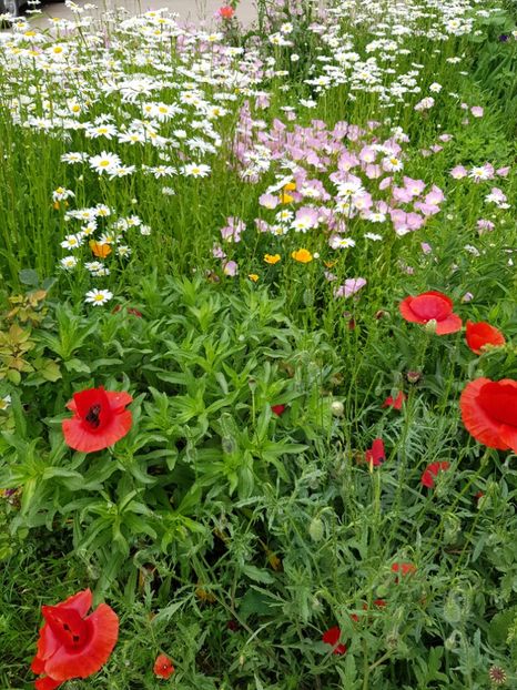  - Flori la baltă 2020