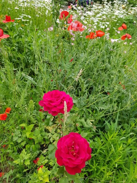  - Flori la baltă 2020