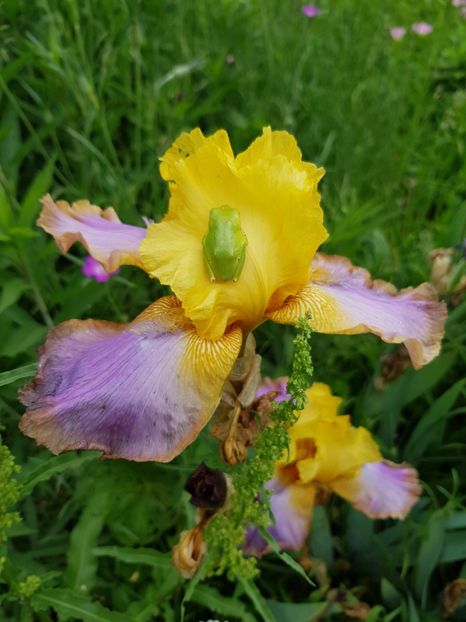  - Flori la baltă 2020