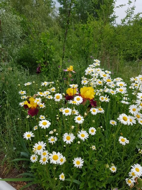  - Flori la baltă 2020