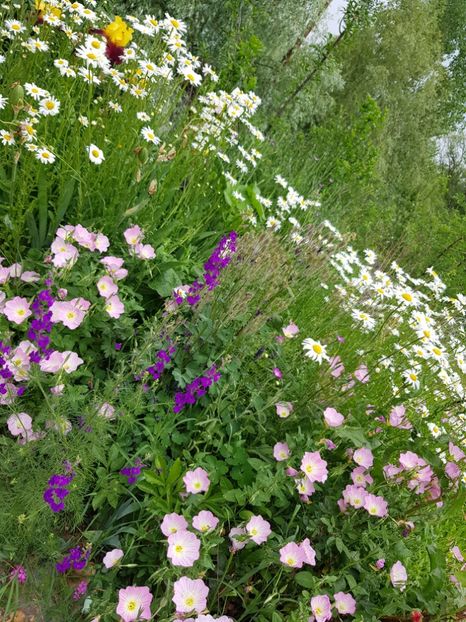  - Flori la baltă 2020