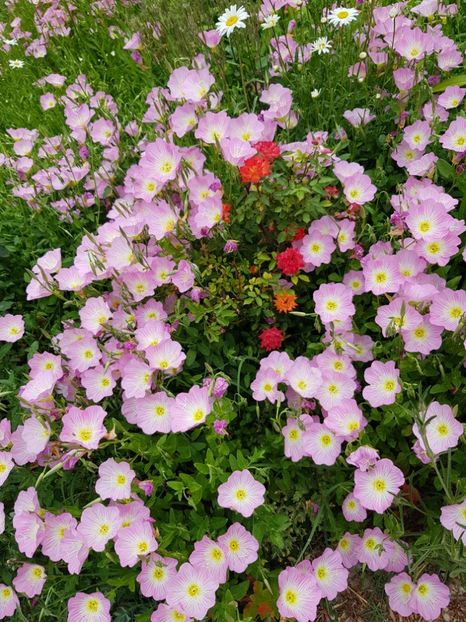  - Flori la baltă 2020