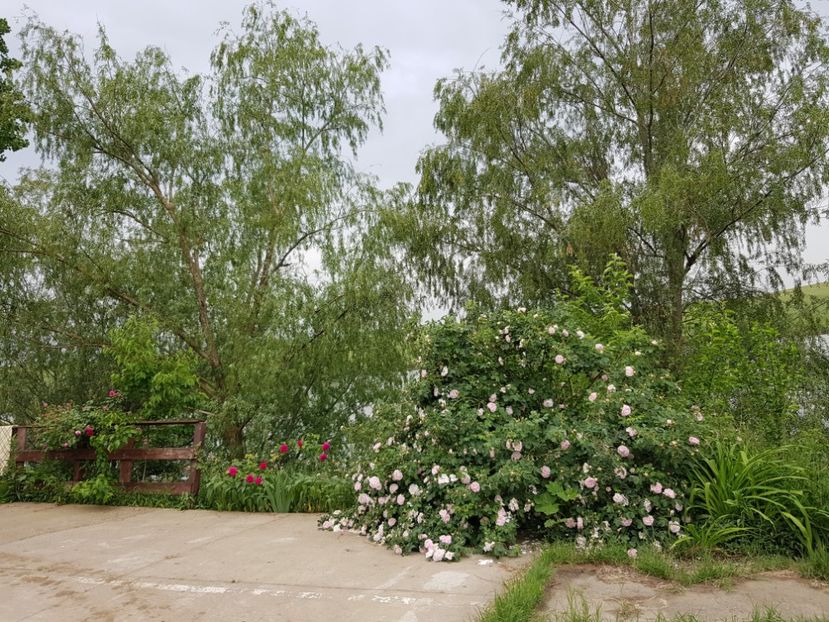  - Flori la baltă 2020