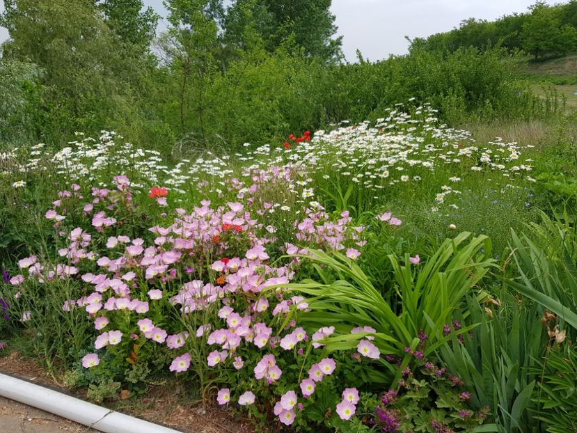  - Flori la baltă 2020