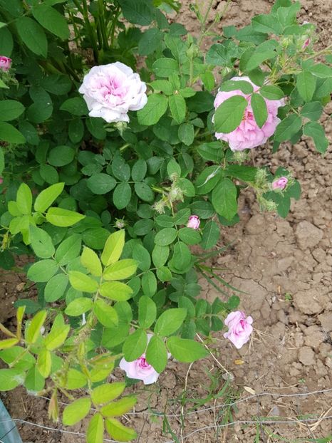  - Flori la baltă 2020