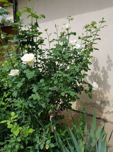  - Flori la baltă 2020