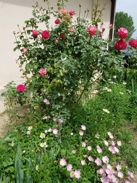  - Flori la baltă 2020