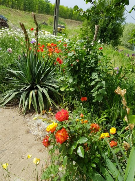  - Flori la baltă 2020