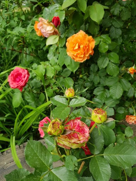  - Flori la baltă 2020