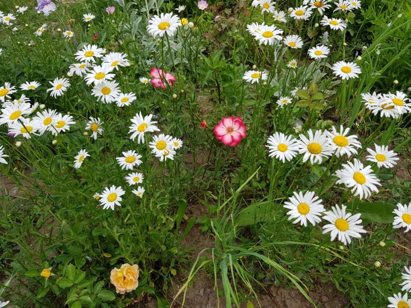  - Flori la baltă 2020