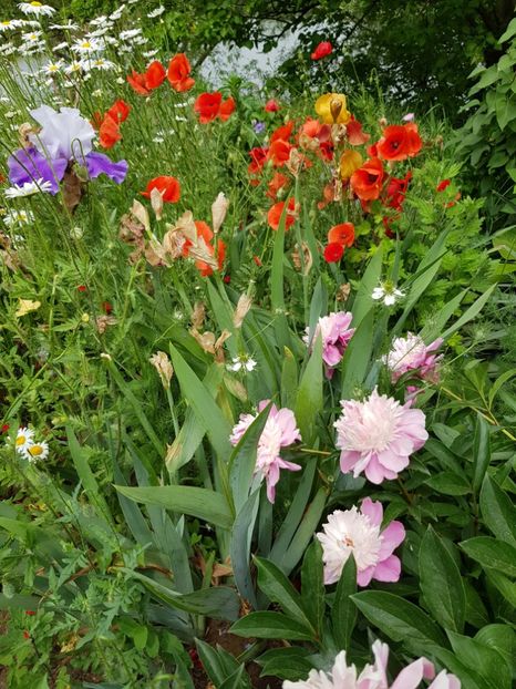  - Flori la baltă 2020