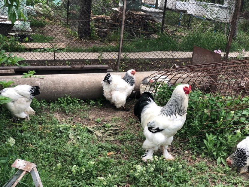 A2816782-CC37-4B94-BD57-B3418E4A73A0 - 2020