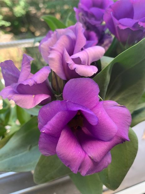 ACD2C20B-2776-48A3-AD5E-D162A0DD2F0B - Florile mele 2020