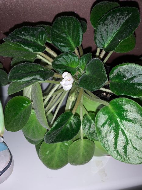 6E645CB0-7751-4C97-BE16-8628E08F181E - Florile mele 2020