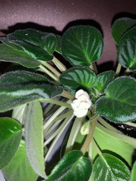 58D106D8-CBAD-49D3-86F2-30D732F1AB97 - Florile mele 2020