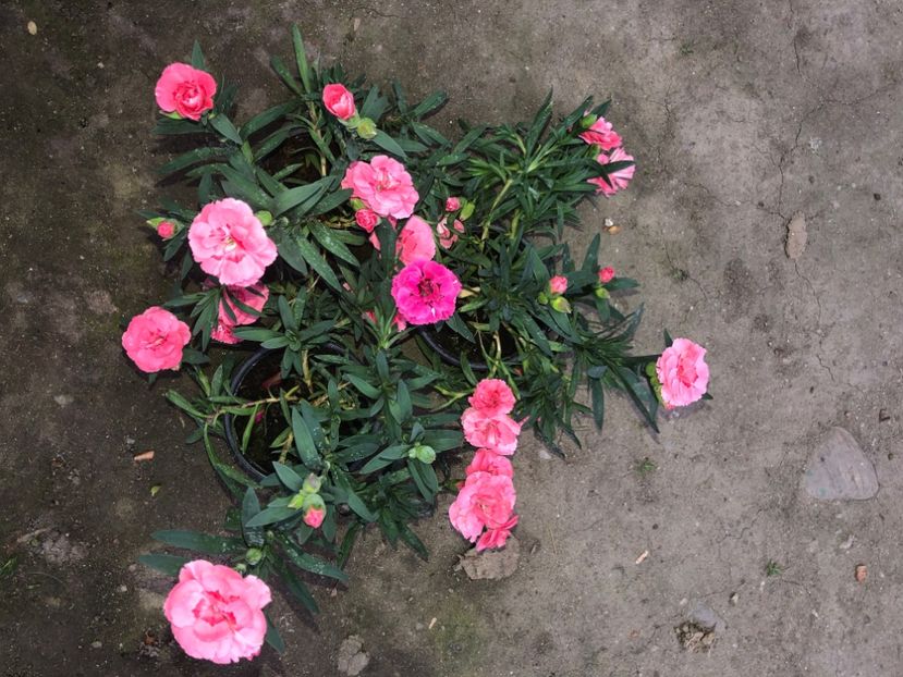 3F116E42-391B-47C3-978B-D6189E07DB03 - Florile mele 2020