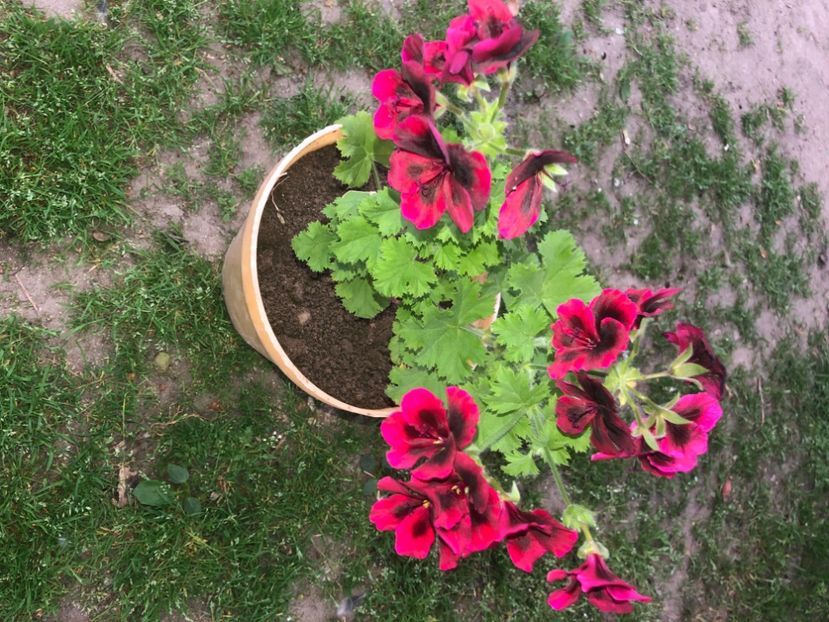 AED563FF-73DF-4826-9EBC-A470D94D2BD9 - Florile mele 2020