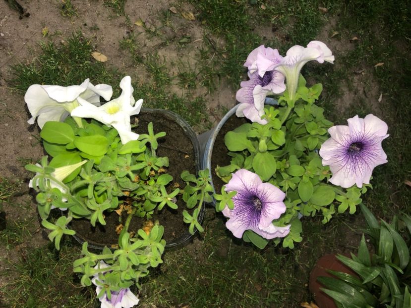 25D1C144-68A8-47DC-B0BF-560EE46488F0 - Florile mele 2020