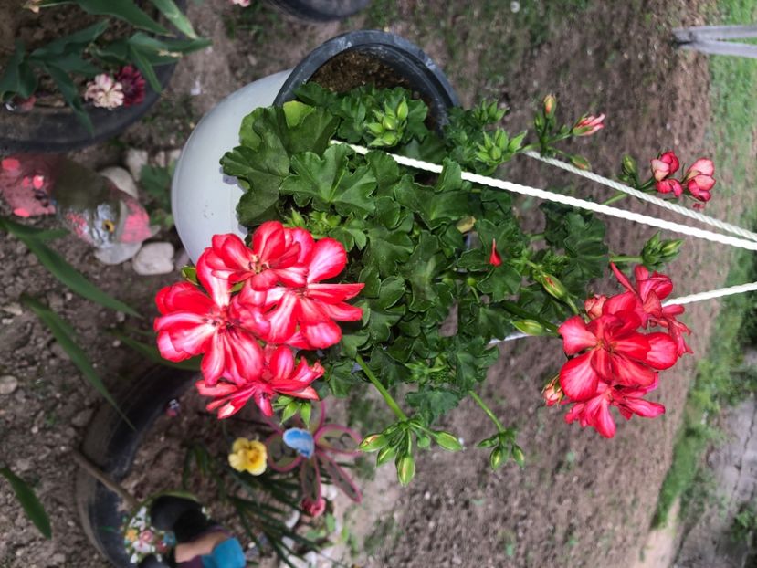 864C817C-39D4-4C1E-BE3F-DD6BFDB99283 - Florile mele 2020