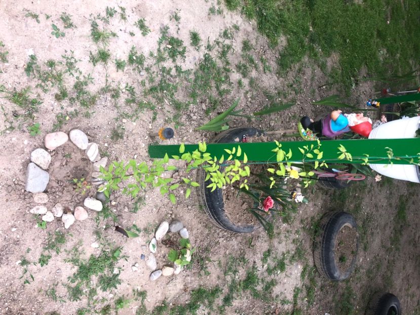 BB571667-CA2E-4E72-A86B-8025767FB84A - Florile mele 2020