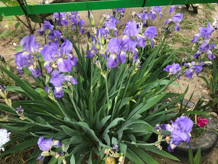 2138B4F6-B1A8-4E08-9644-17837DD5C4AA - Florile mele 2020