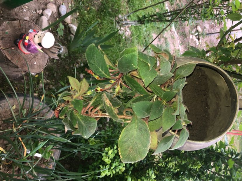 225F539C-8FF8-4FE8-A79C-9A1F1A22FBE2 - Florile mele 2020