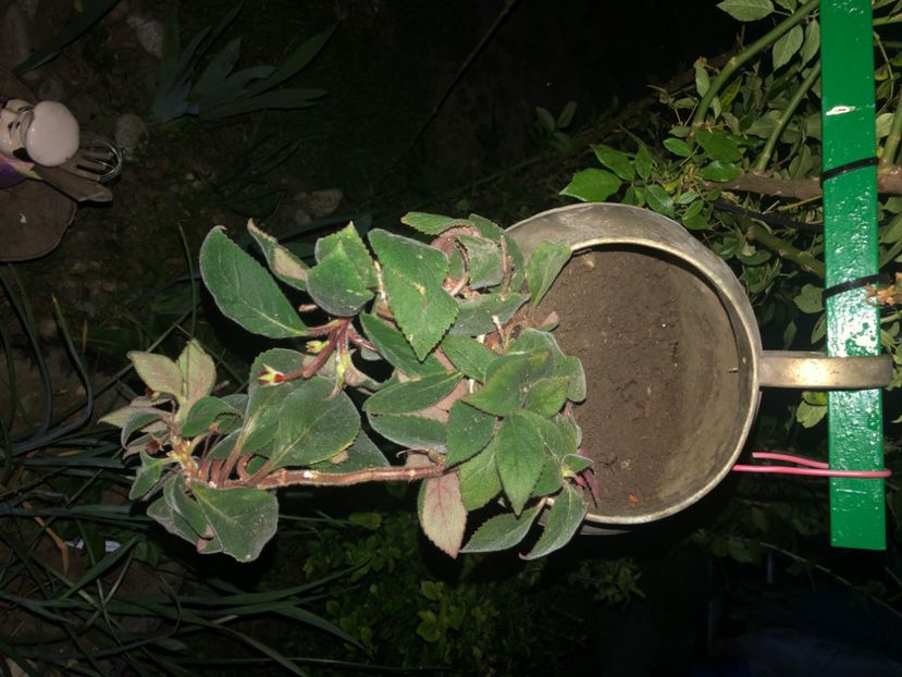 AE23E4CC-65E5-4E50-A211-E3DA9C3315FC - Florile mele 2020