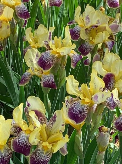 41833ED9-C1FC-46BE-80AB-B00C957FA97B - Florile mele 2020