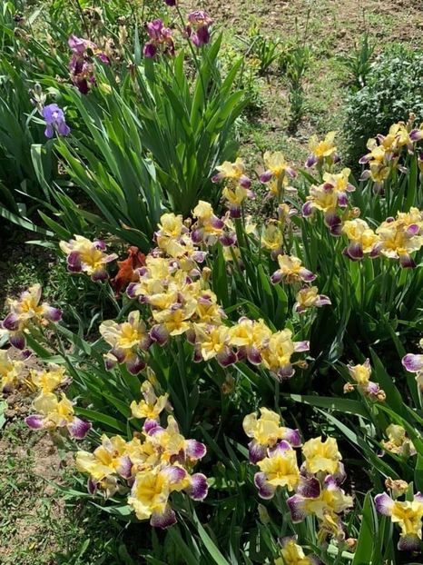 F8502CA7-959B-4A8D-8AA9-4C7B24F31ACD - Florile mele 2020