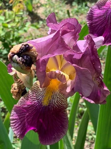 EC78F4A0-5D6F-4246-8A3E-49194C72501A - Florile mele 2020