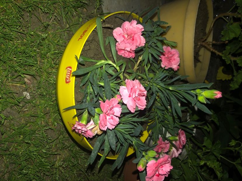 68601D4D-BD02-459A-BC9F-47F4CC1D2E87 - Florile mele 2020