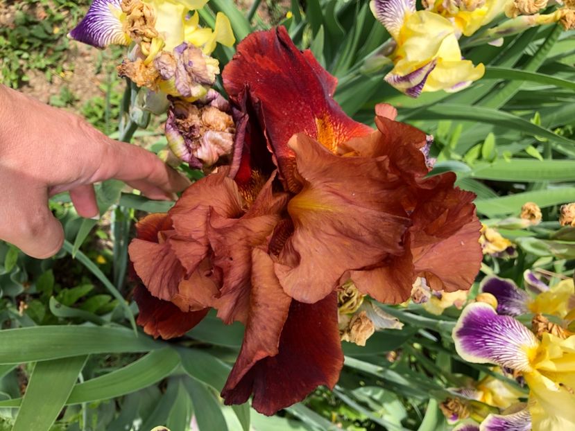 A627B9B8-ACDE-4549-9E87-87096F8E6C1B - Florile mele 2020