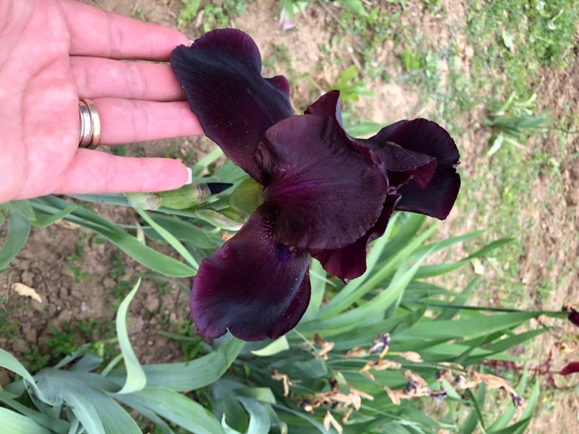 0F886E7F-4E10-4778-AEE9-91DDFA0DDFF4 - Florile mele 2020