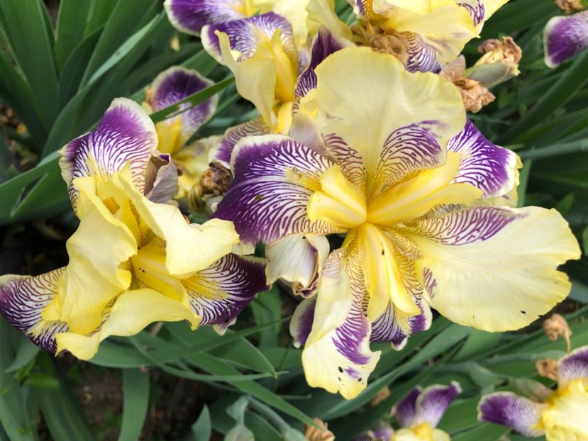 3CA254A5-679A-4E7A-BDEF-D4B5CE092E8C - Florile mele 2020