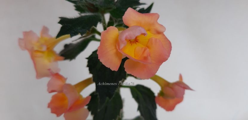  - BriD_s Lillyfee