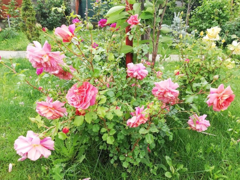  - Christopher Marlowe