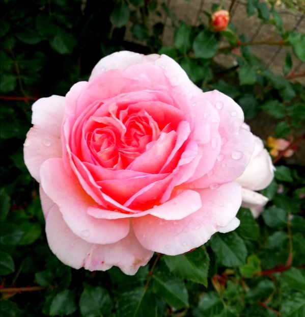  - Abraham Darby