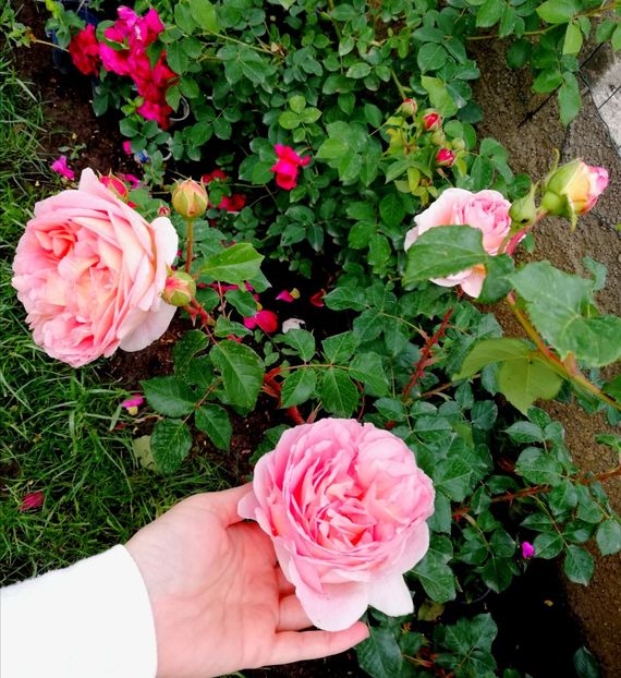  - Abraham Darby