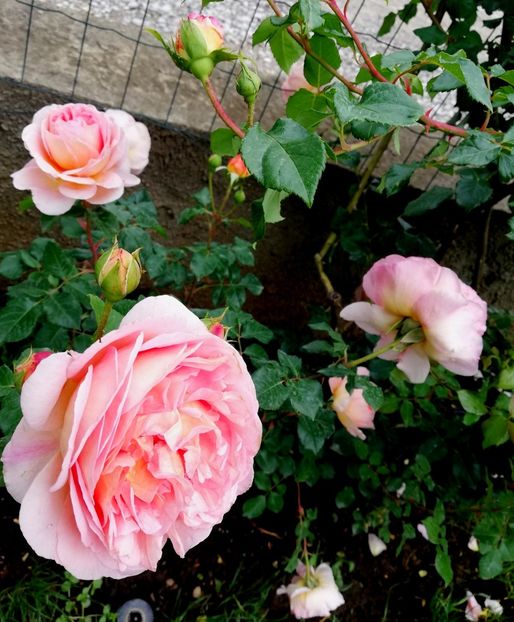  - Abraham Darby